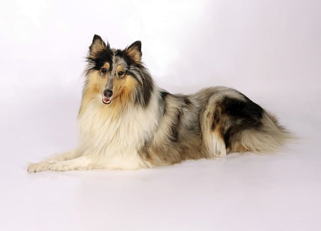 collie 228464 640