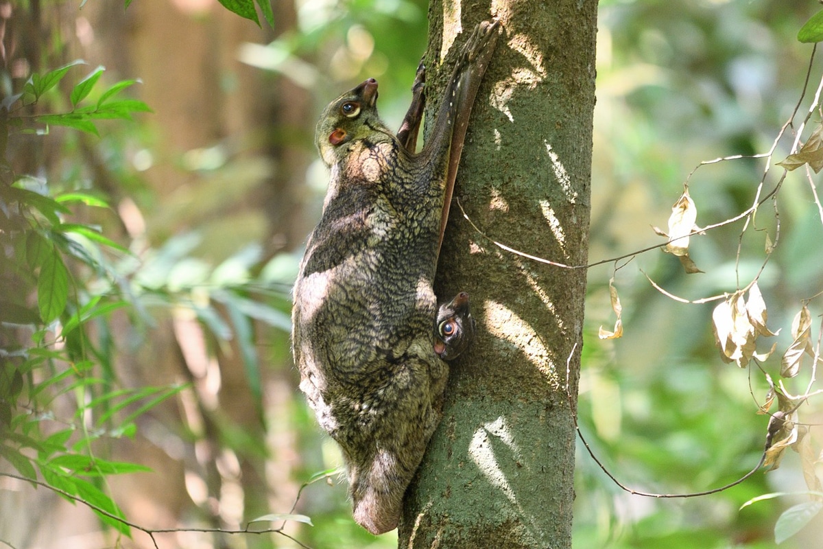 colugo 1651526 1280