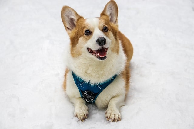 corgi 3697186 640 1