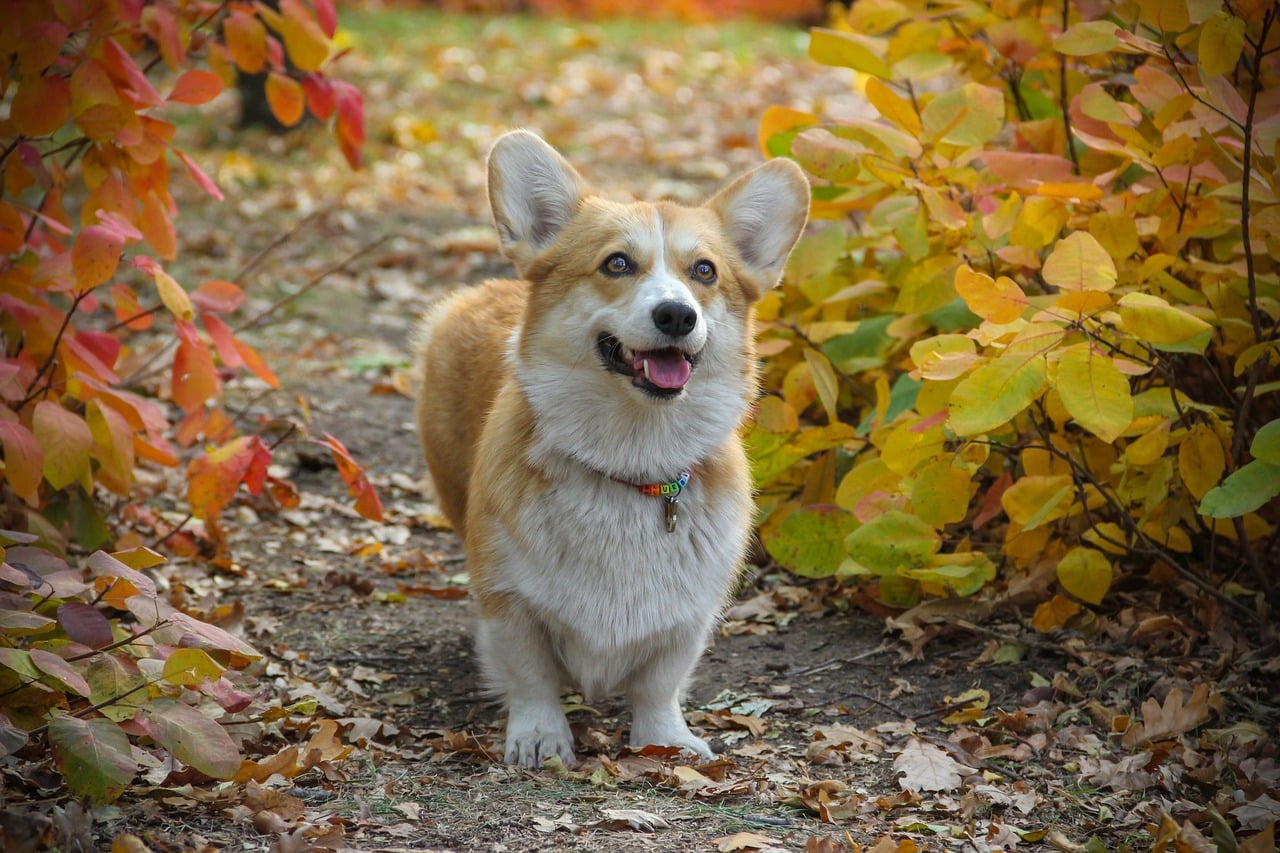 corgi 4267251 1280 1