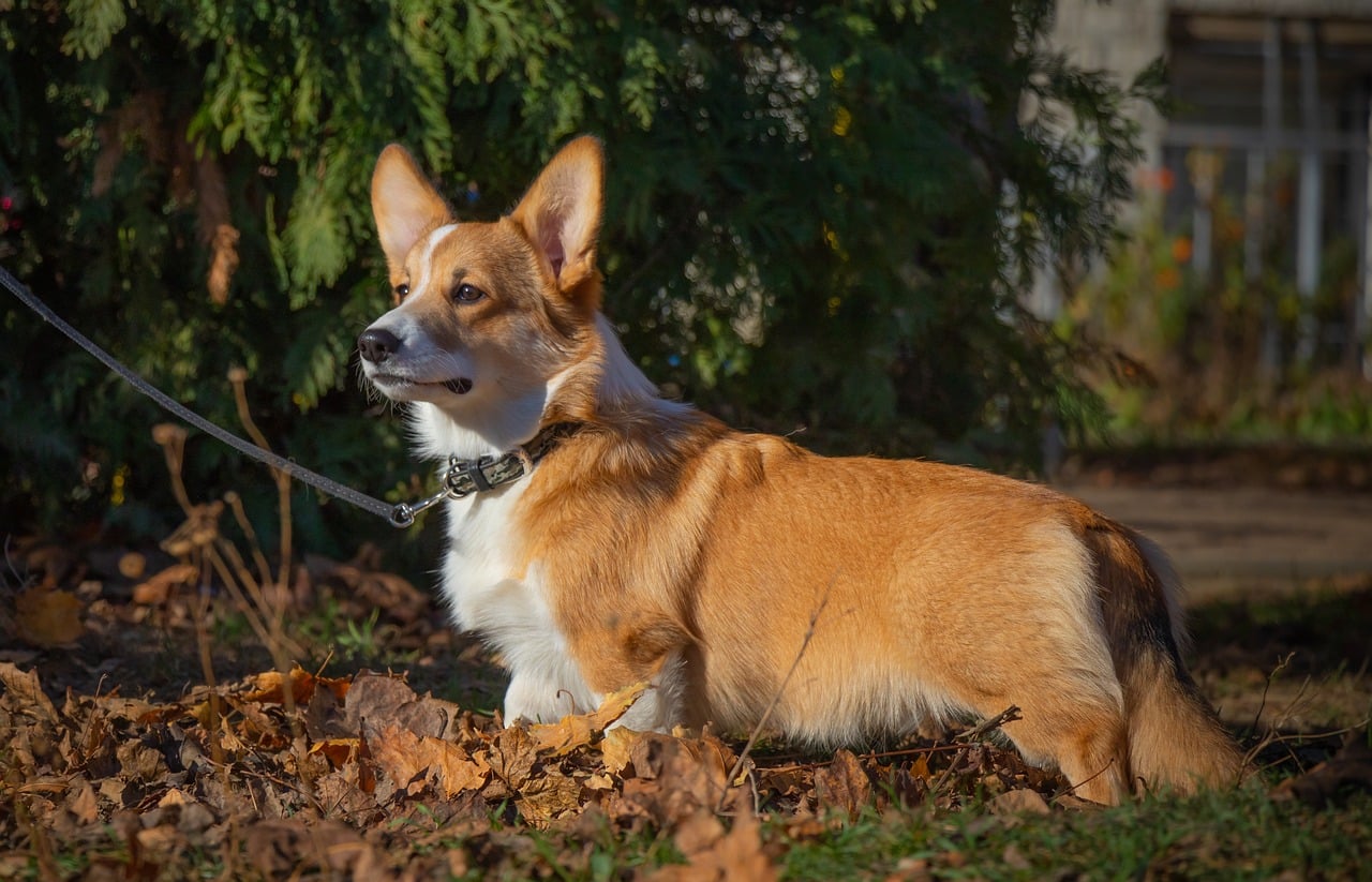 corgi 4736551 1280