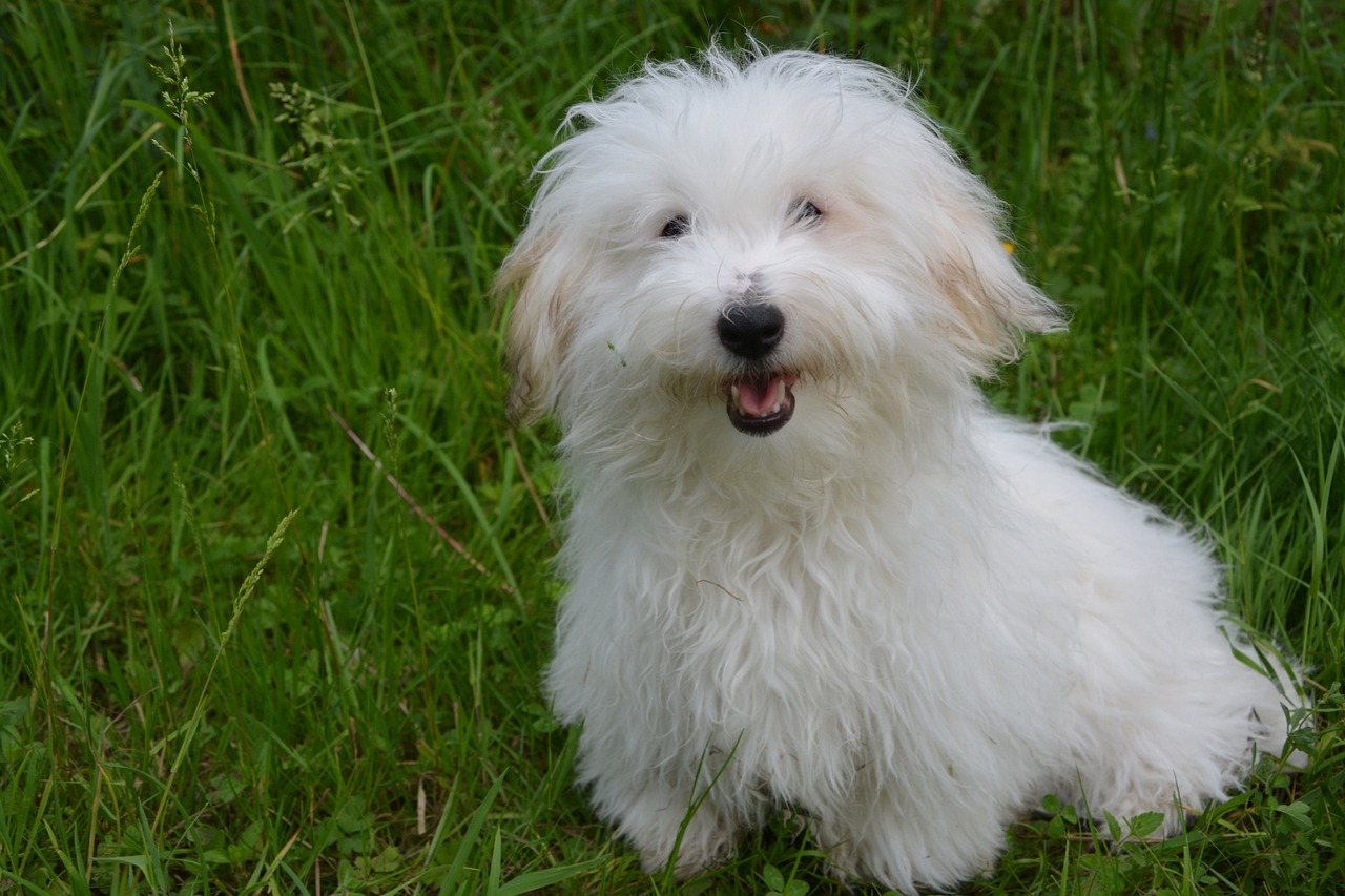 coton de tulear 2417968 1280 3 1