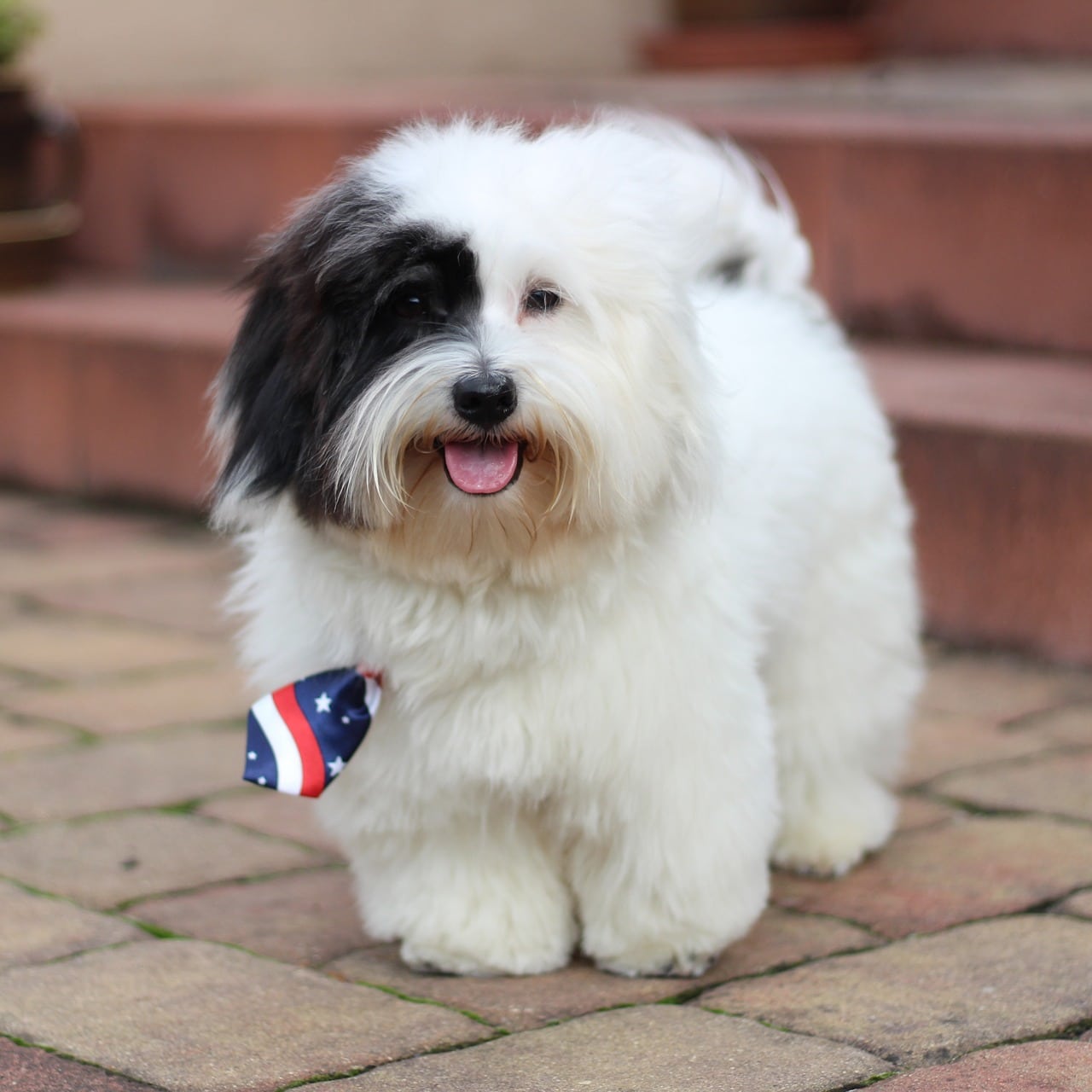 coton de tulear 6623193 1280