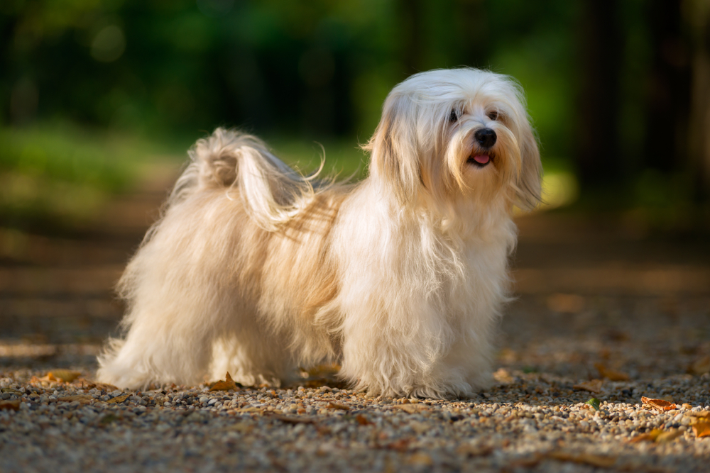 cream havanese dog is standing on a forest