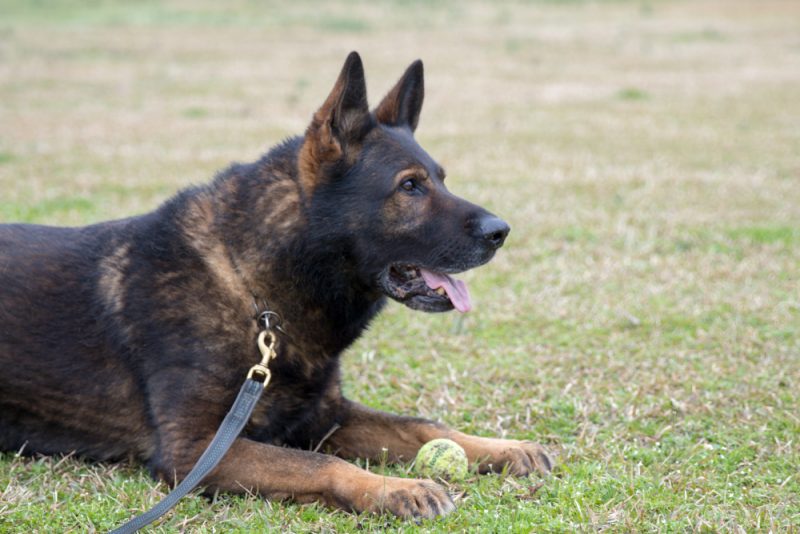 czech german shepherd dog playing with a ball outdoor