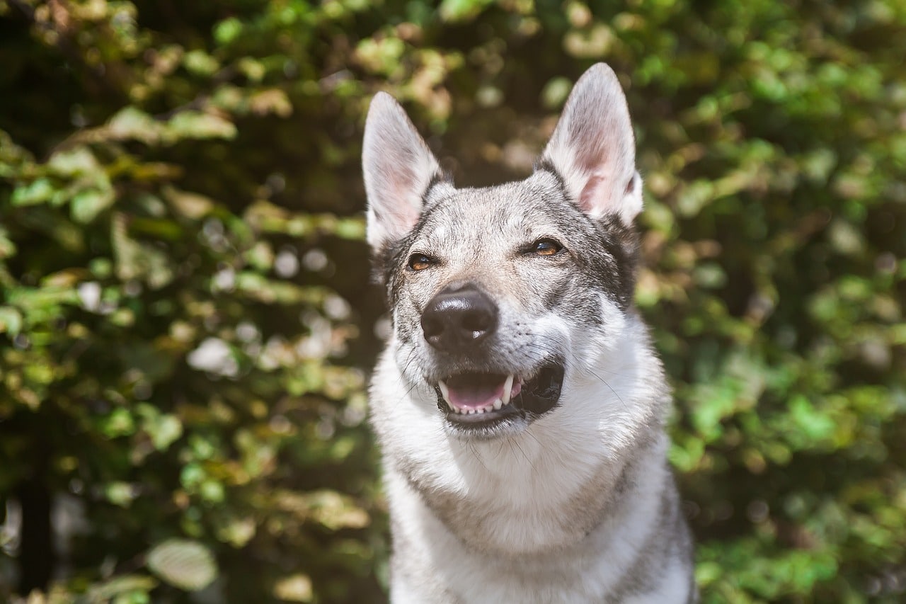 czechoslovakian wolfdog 5778144 1280