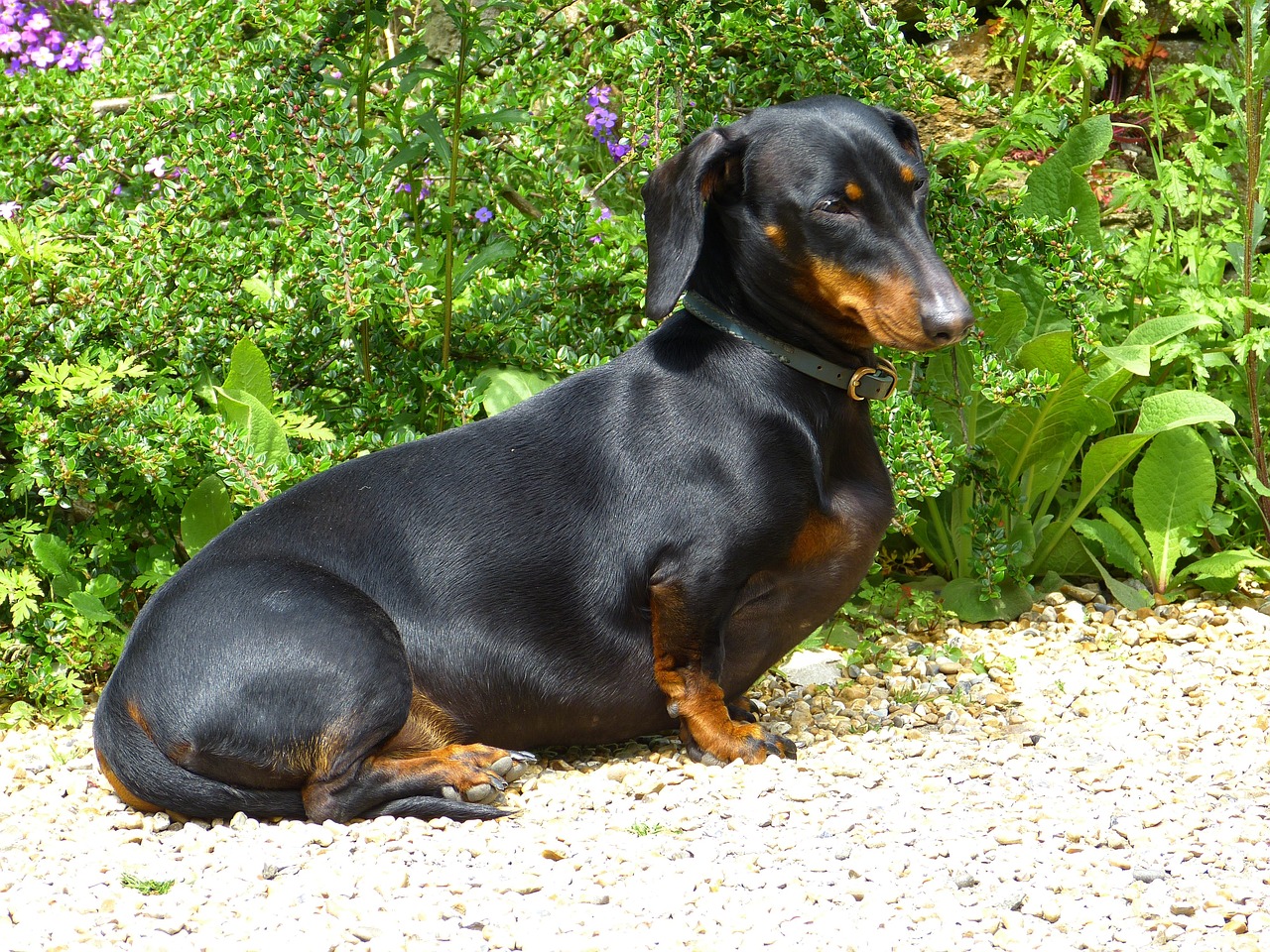 dachshund 123503 1280 1