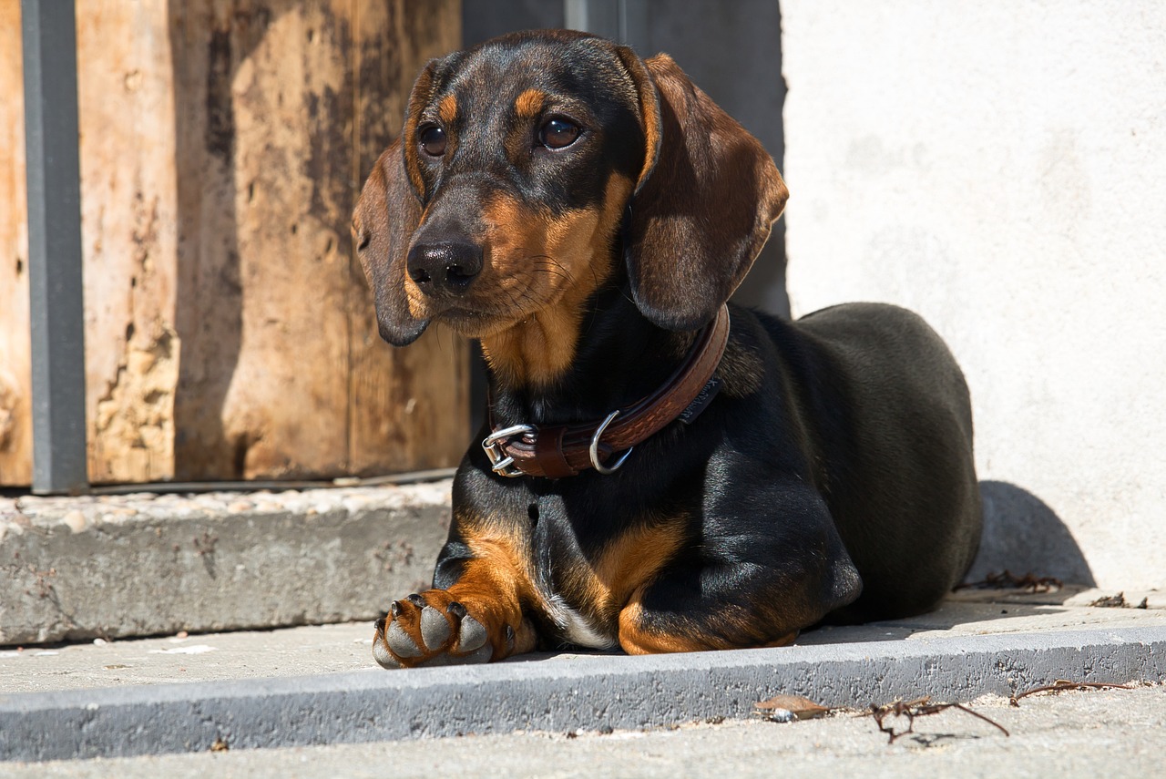 dachshund 3480930 1280 2