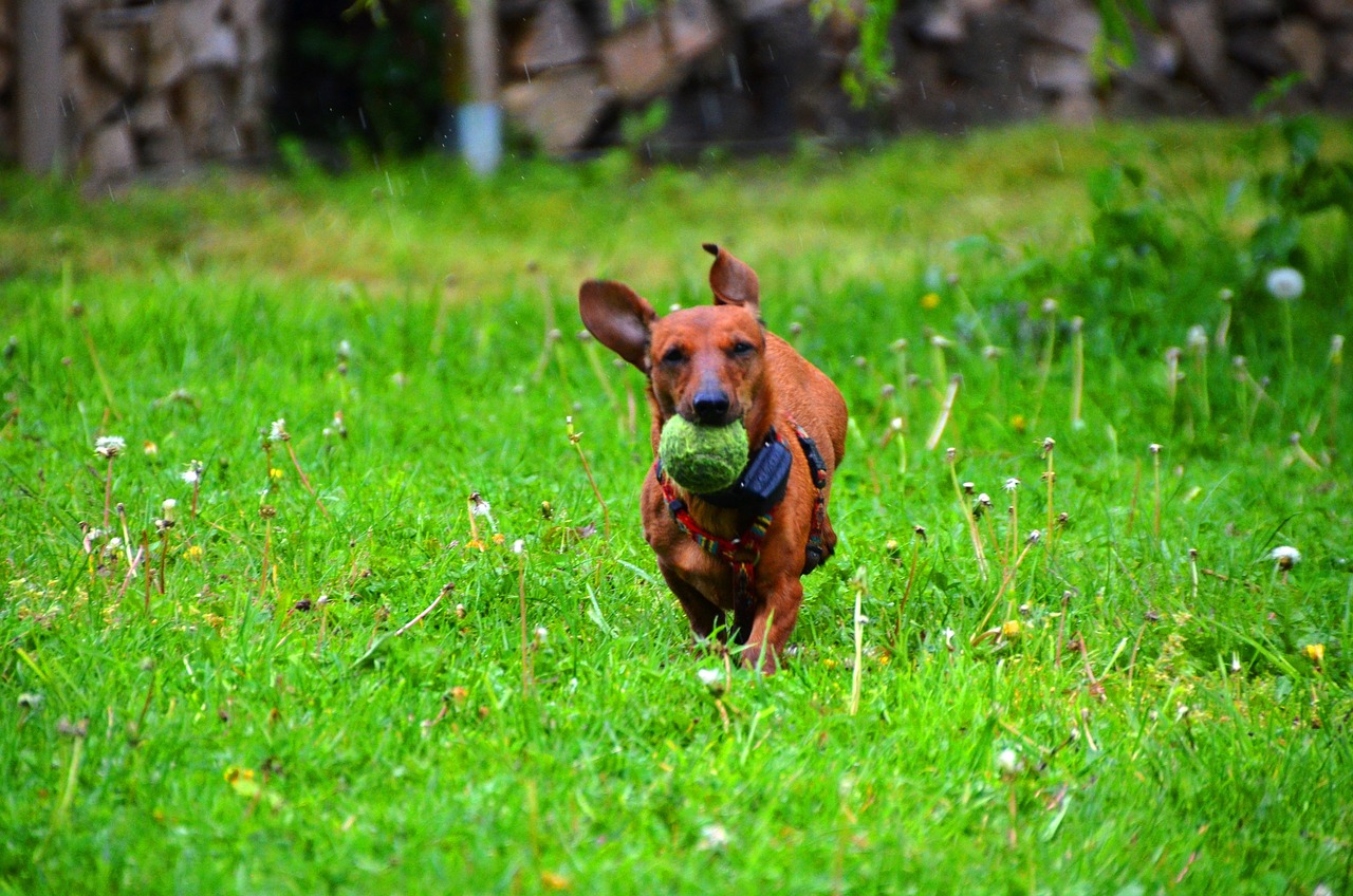 dachshund 361559 1280