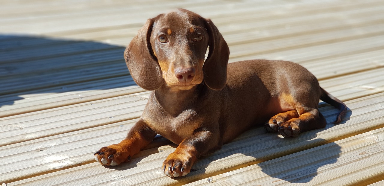 dachshund 4448740 1280