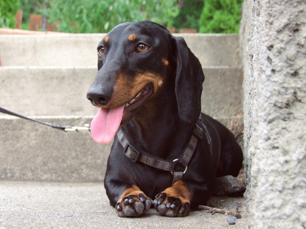 dachshund 4856079 1280 1