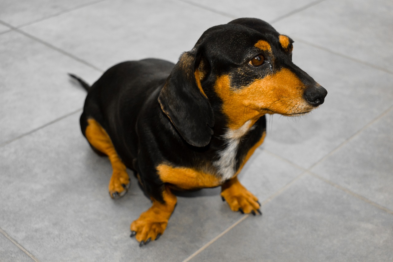 dachshund 6226446 1280 2