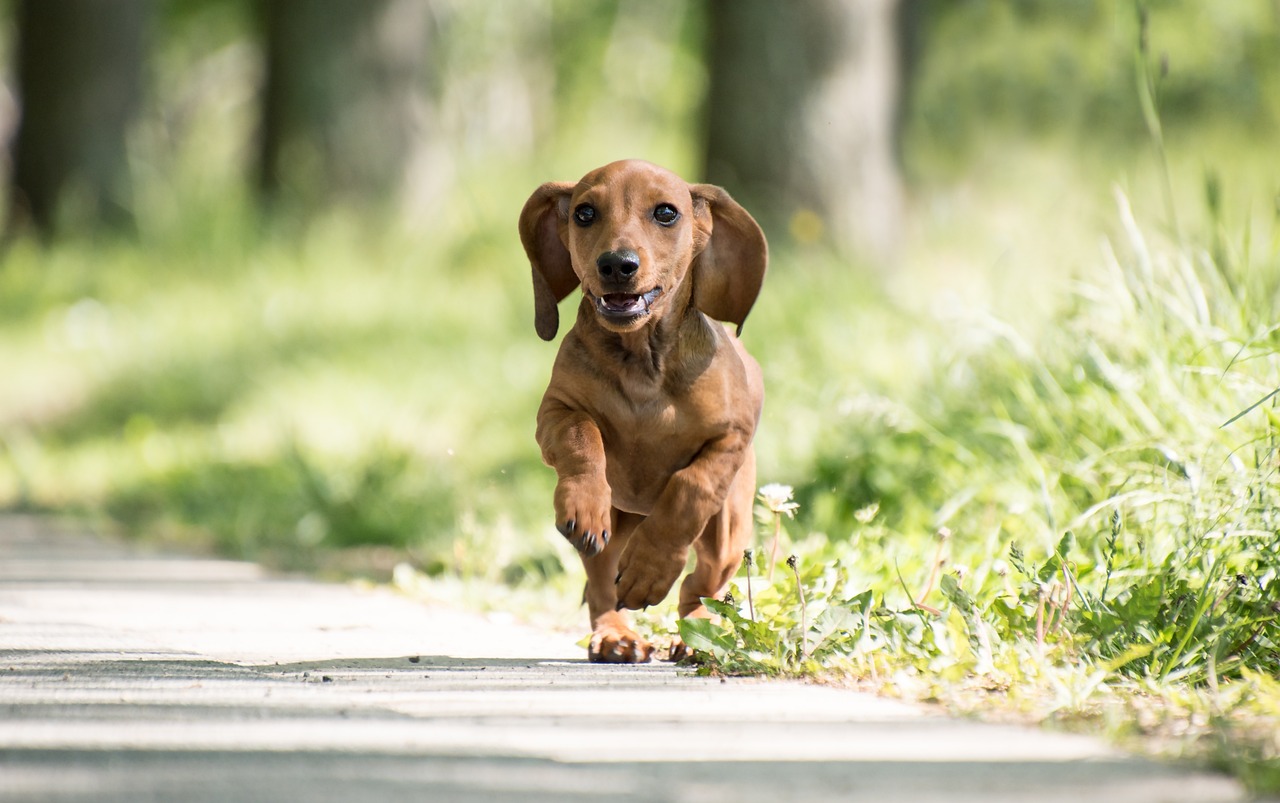 dachshund 6394551 1280 1 1