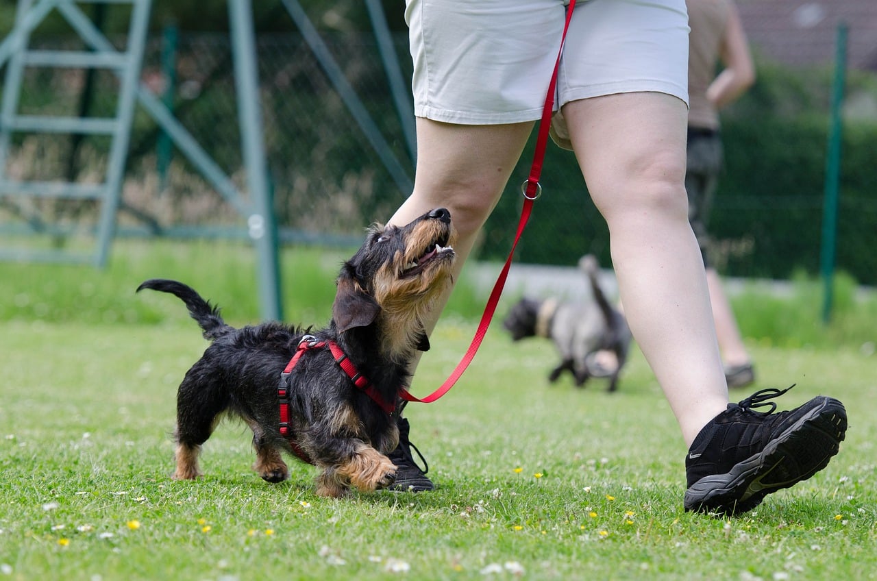 dachshund 672780 1280