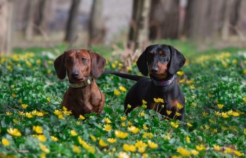 dachshund 8662446 1280 1 350x225 1