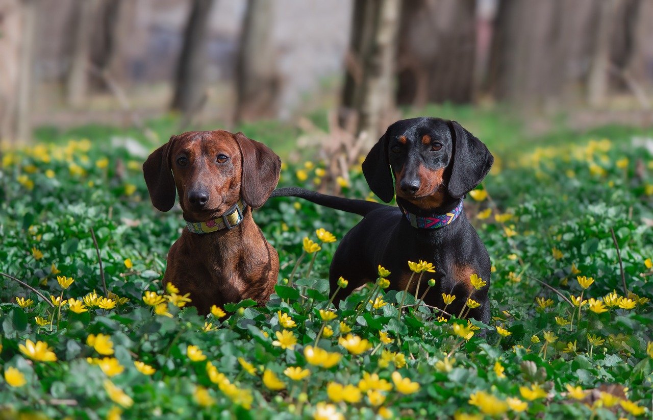 dachshund 8662446 1280 1