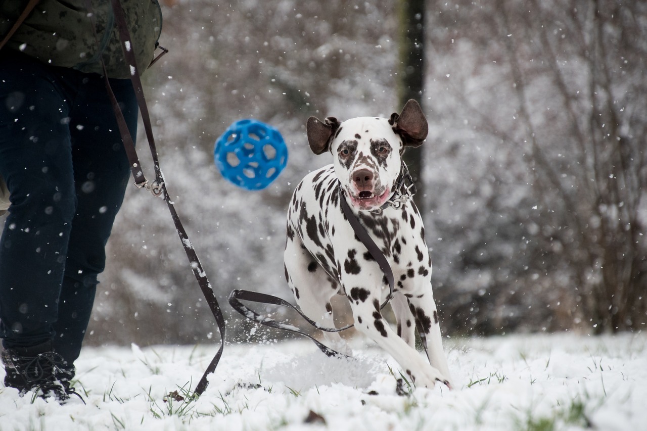 dalmatian 5902411 1280