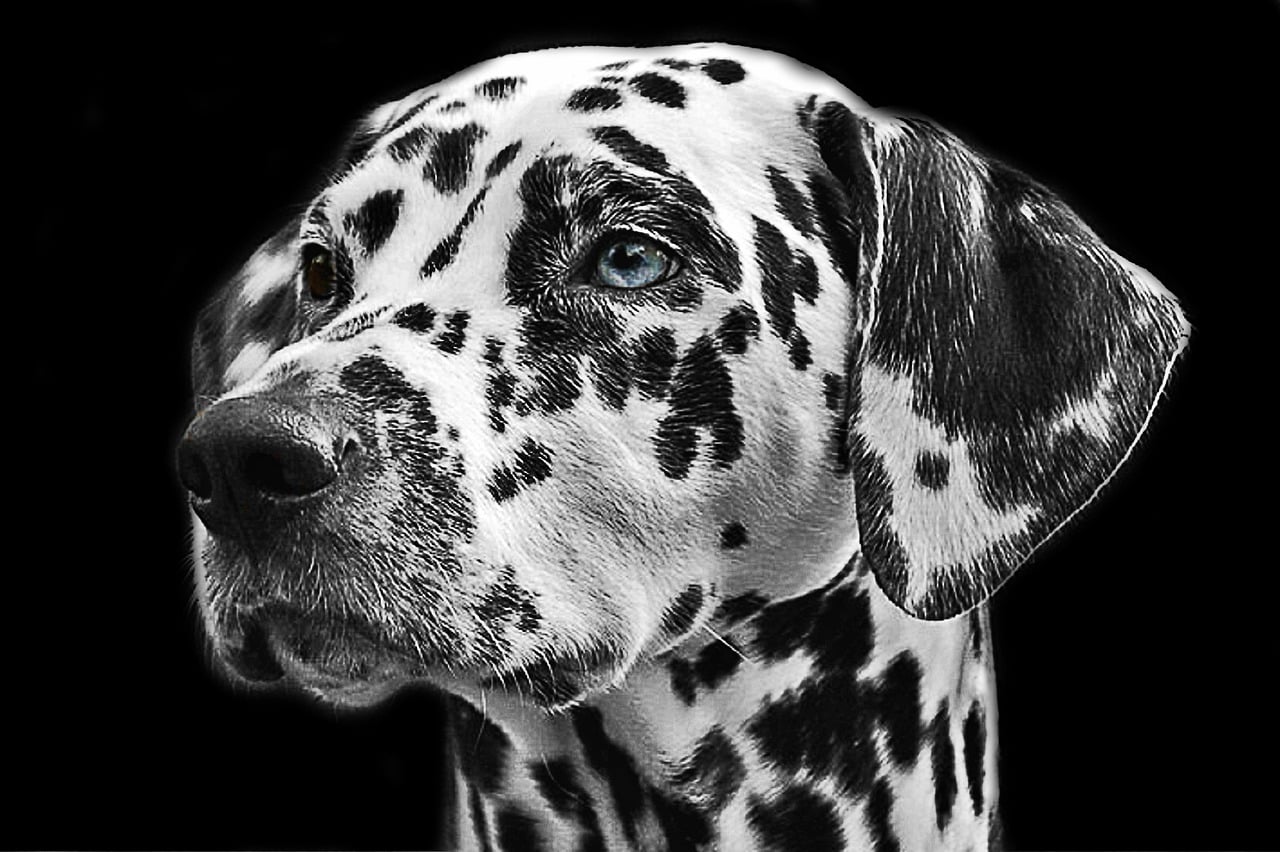 dalmatian 765138 1280