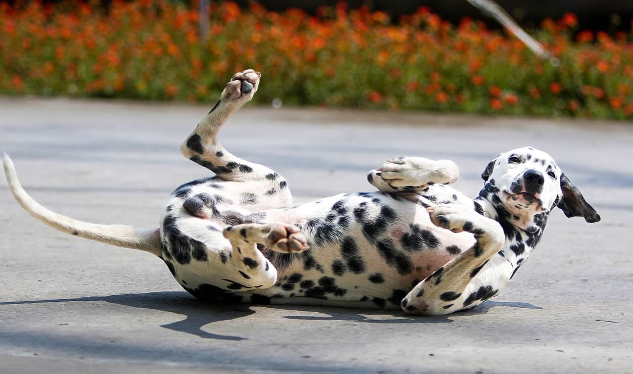 dalmatian 7782029 1280