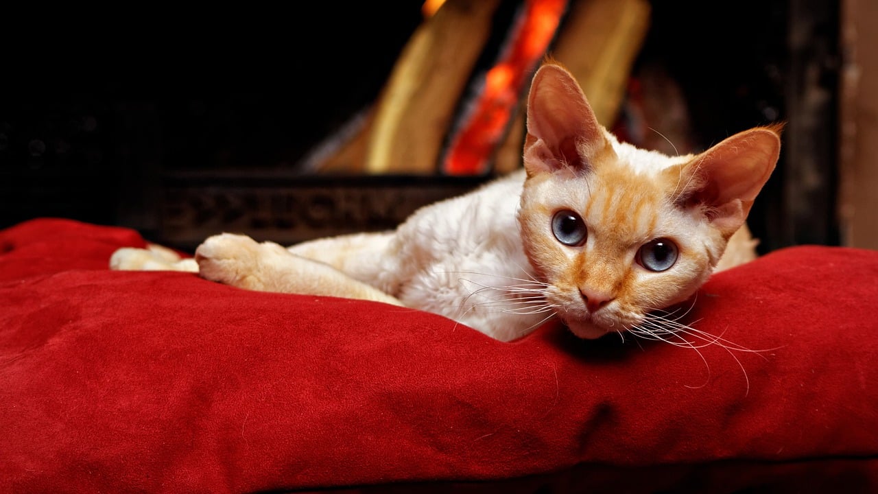 devon rex 2740865 1280