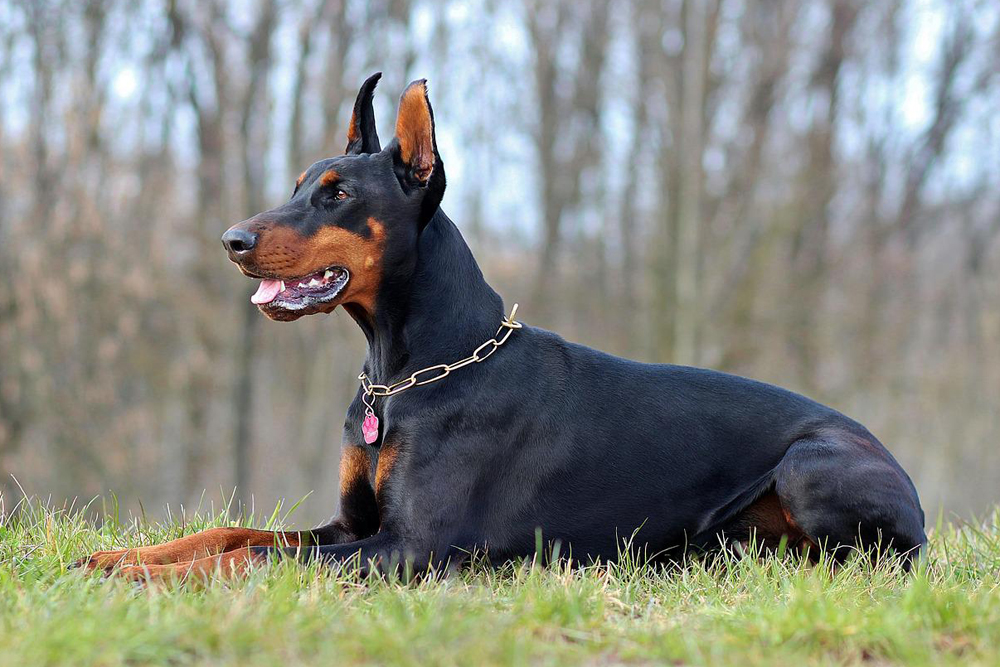 doberman 1