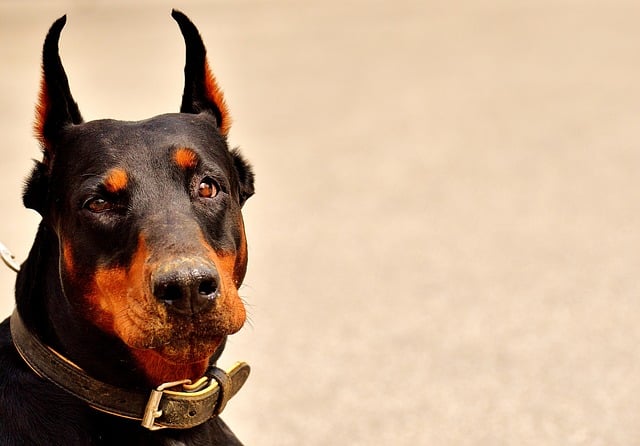 doberman 2441214 640