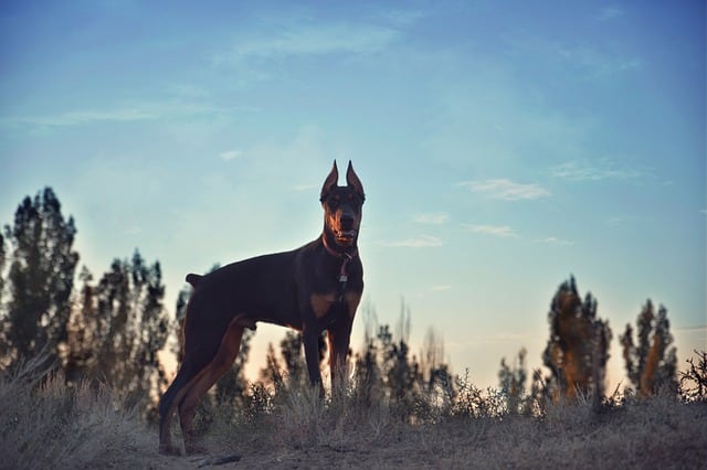 doberman 4961626 640 1