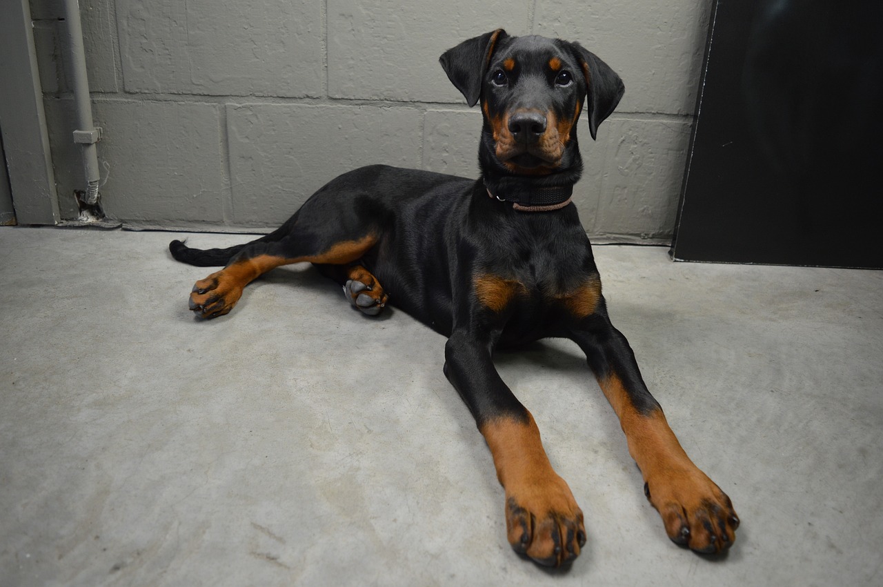 Doberman Pinscher