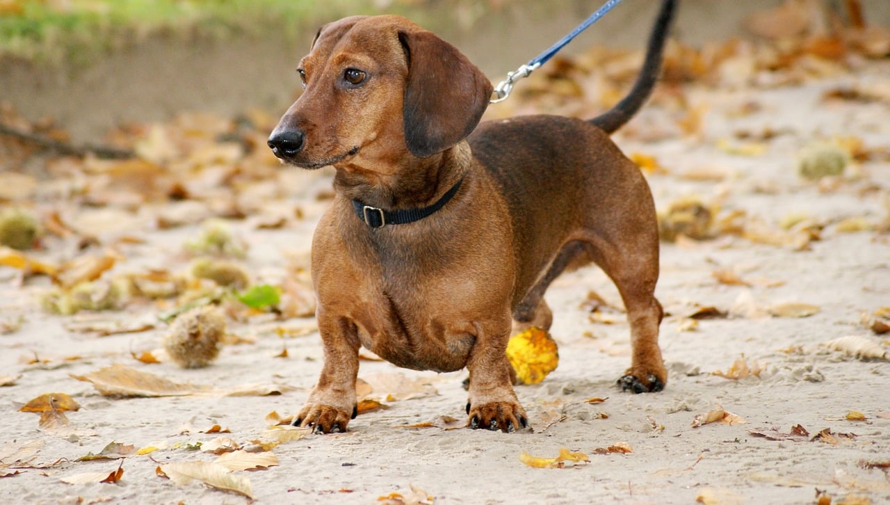 Dachshund dog