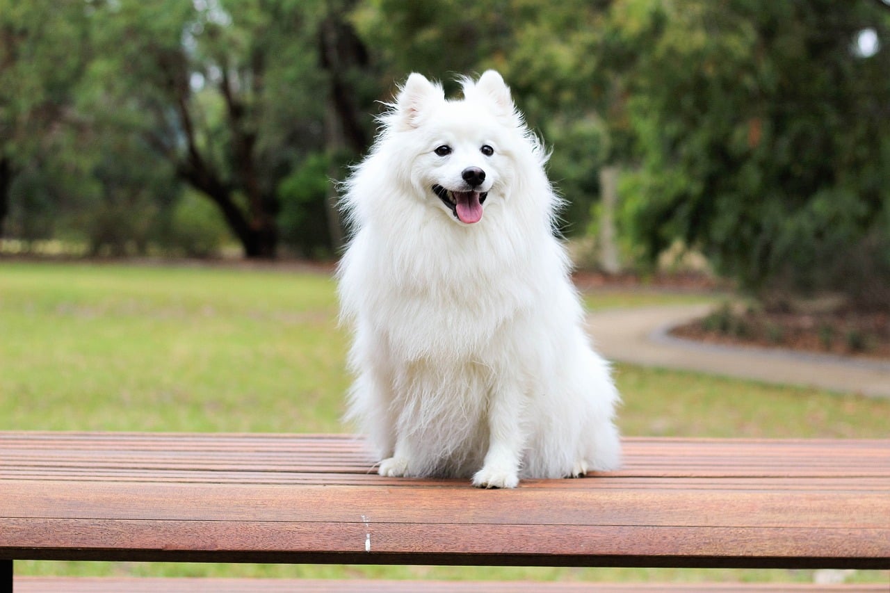 Japanese Spitz