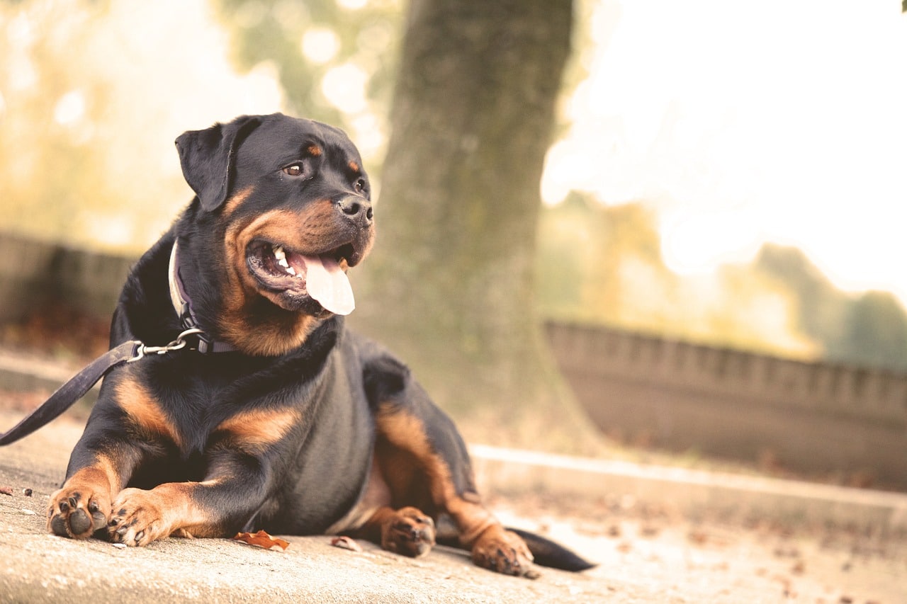 Rottweiller dog