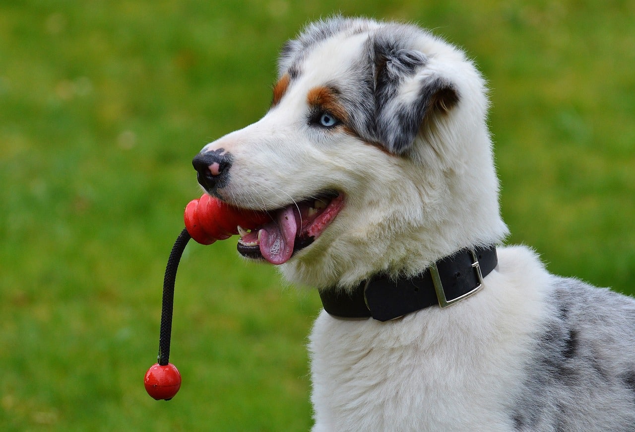 Dog playing