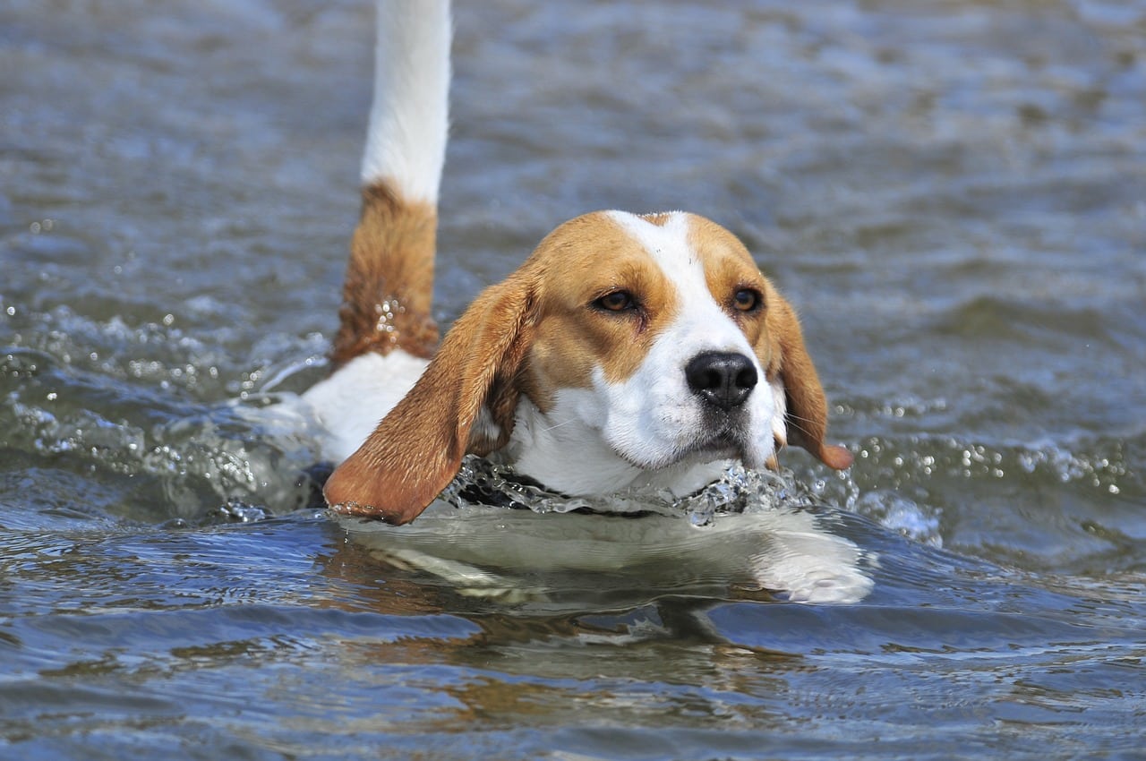 Beagle dog