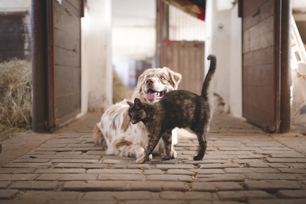 Dog and a cat