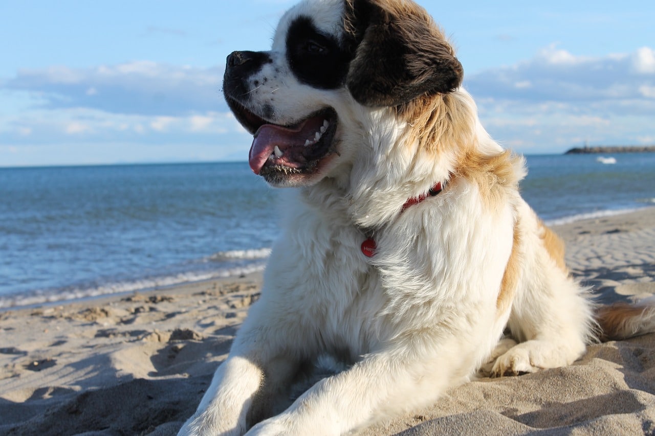 Saint Bernard dog