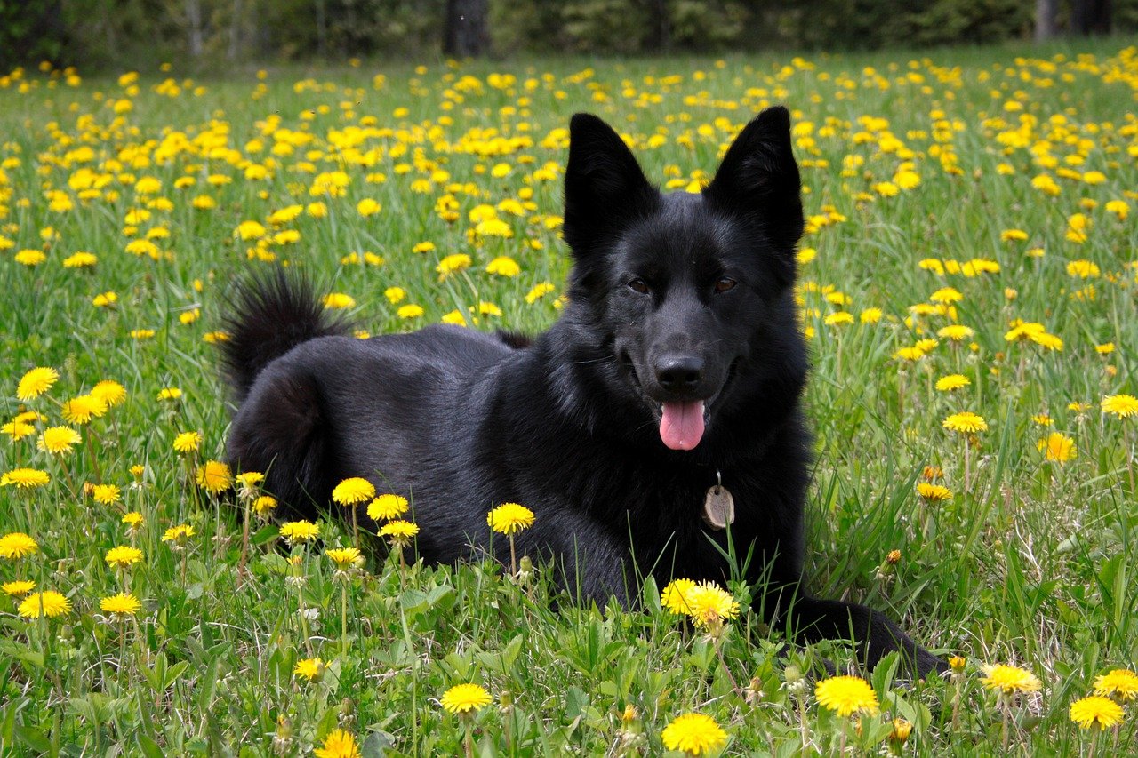 Black German Shepherd