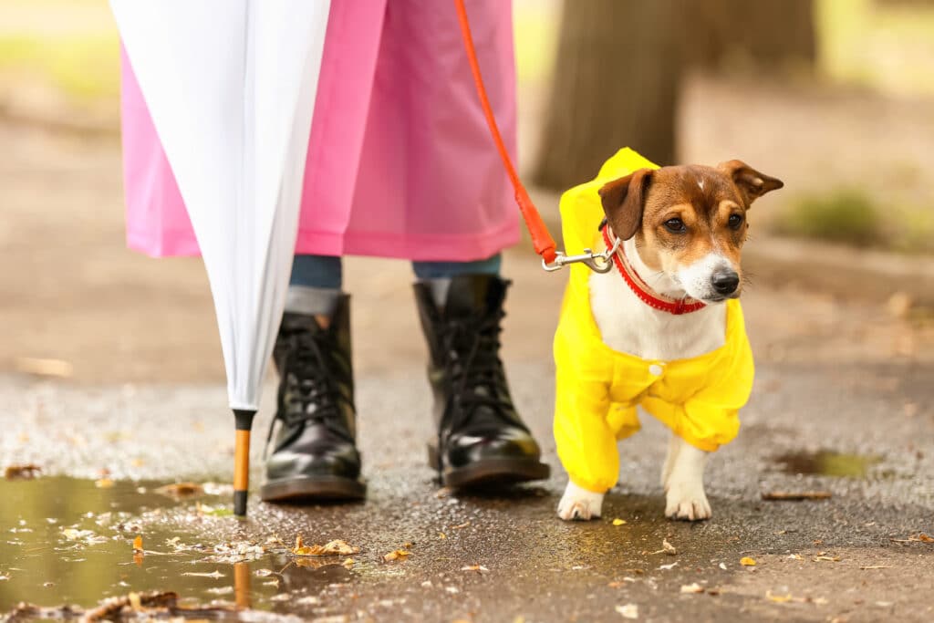  dog and owner in raincoats walking outdoors