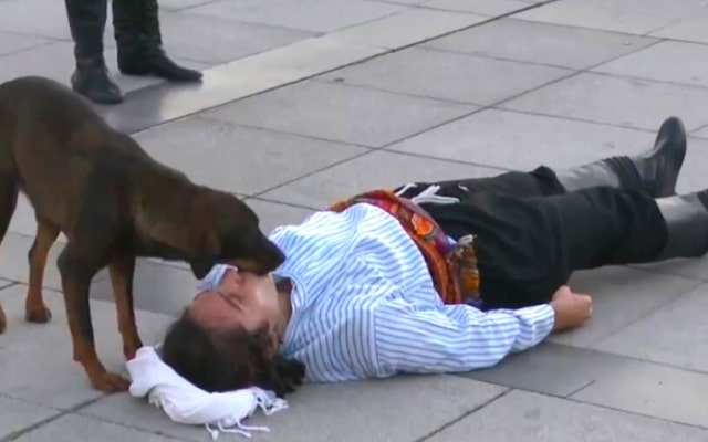 dog comforts performer 1