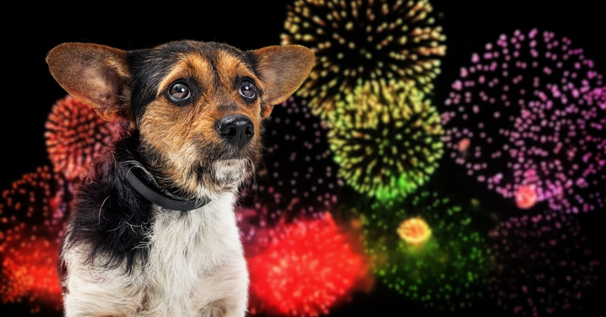 dog fireworks