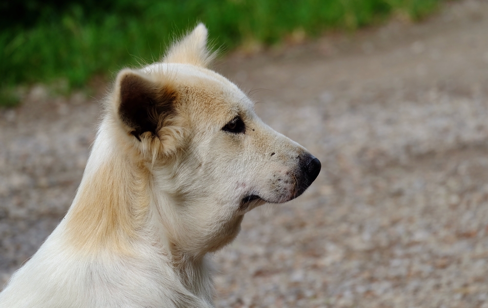 dog got stung by a bee on the neck