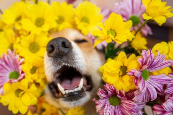 dog in flowers 350x233 1