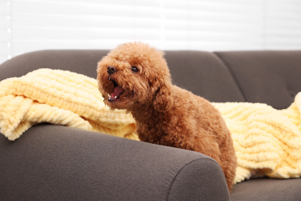 dog sitting on sofa and barking