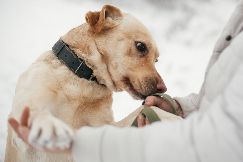 dog sniffing owner's hand