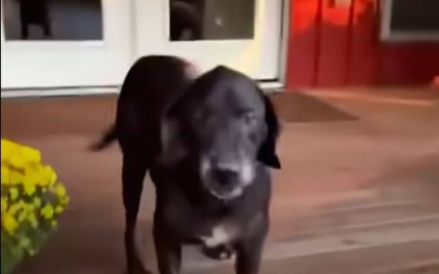 dog wants to be adopted