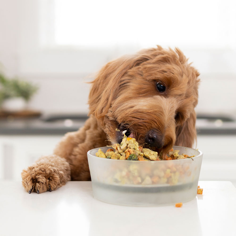 dog eating nom nom at counter