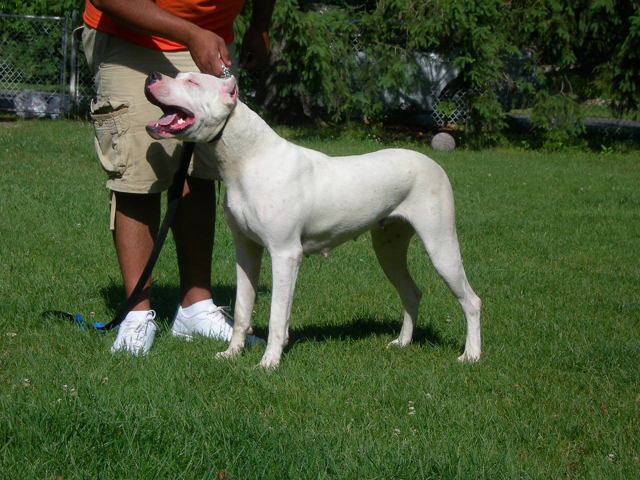 dogo argentino 2212214 1280