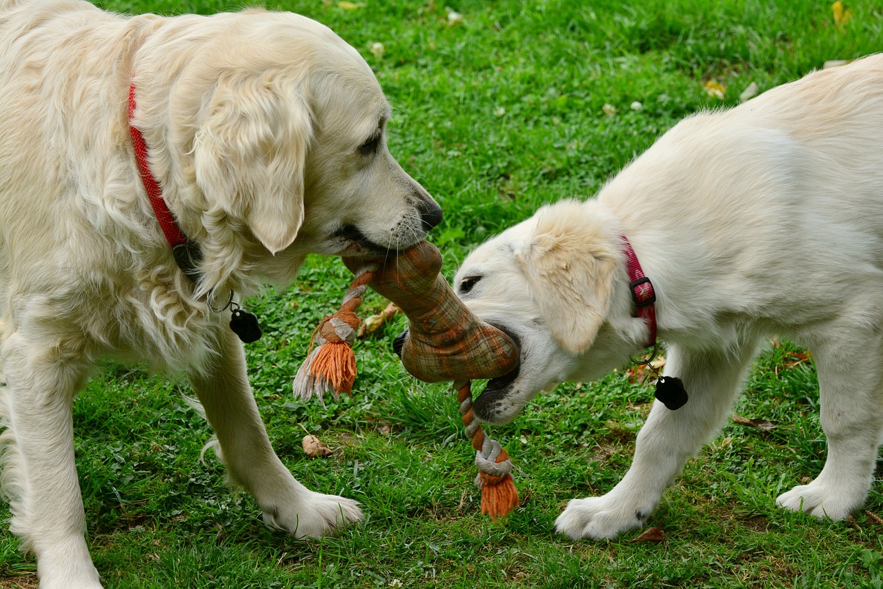 Golden Retriever