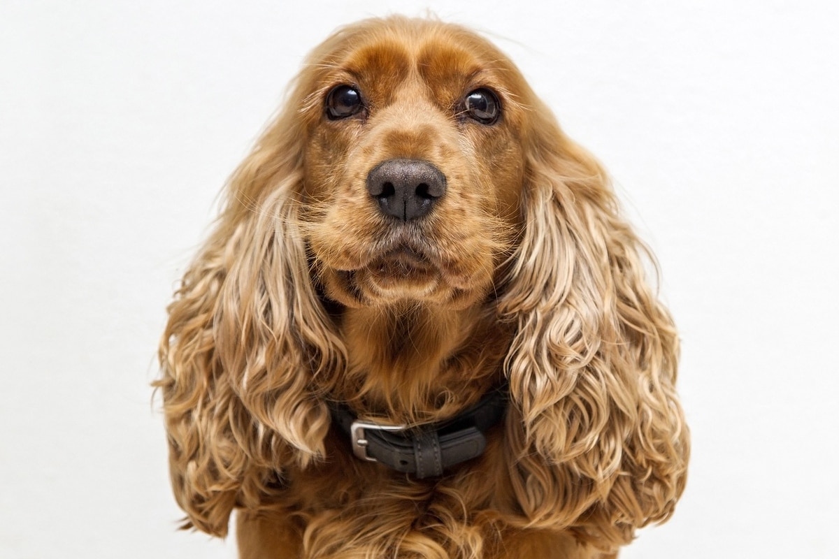 Cocker Spaniel