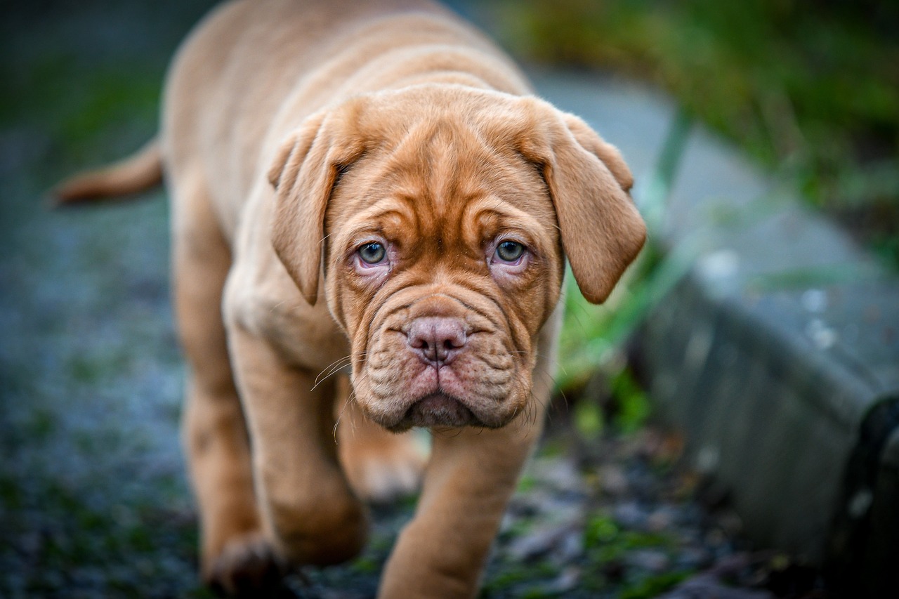 dogue de bordeaux 4360229 1280 6