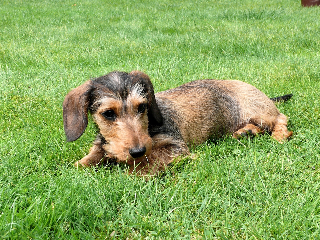 dwarf dachshund 944323 1280